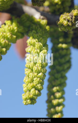 Juglans Regia, Walnuss, männliche Blüten Stockfoto