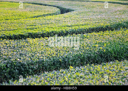 Dekorative Labyrinth Formschnitt Details Stockfoto