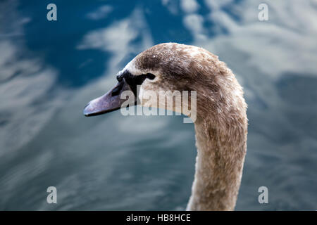 Leiter des Schwans Hintergrund Wasser braun (Mute) Stockfoto