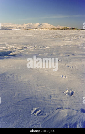 Elch-Tracks auf gefrorenen See Tornetraesk Stockfoto