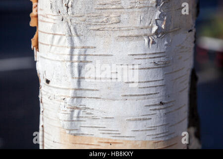 Nahaufnahme der Birke Baum Rinde Textur Stockfoto