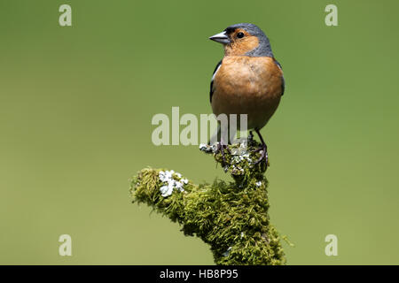 Wilde Buchfinken (Fringilla Coelebs) thront auf einem Moos und Flechten bedeckt Zweig. Aufgenommen in Schottland, Großbritannien. Stockfoto