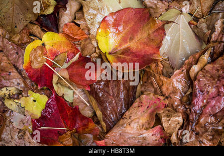 Nassen Sie herbstliche Laub auf dem Boden in den Farben rot, braun und gelb. Stockfoto