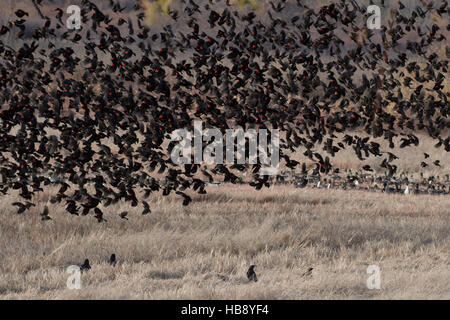 Herde von rot – geflügelte Amseln, (Agelaius Phoenicus), bei Bosque del Apache National Wildlife Refuge, New Mexico, USA. Stockfoto