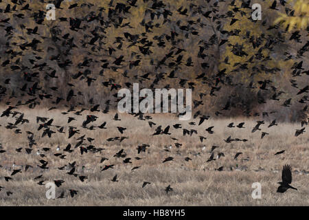 Herde von rot – geflügelte Amseln, (Agelaius Phoenicus), bei Bosque del Apache National Wildlife Refuge, New Mexico, USA. Stockfoto