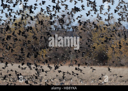 Herde von rot – geflügelte Amseln, (Agelaius Phoenicus), bei Bosque del Apache National Wildlife Refuge, New Mexico, USA. Stockfoto