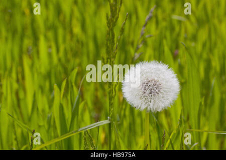 Gemeinsamen Löwenzahn Taraxacum officinale Stockfoto