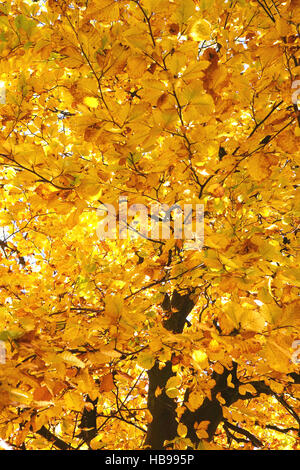 Früchte der Hainbuche Carpinus Betulus im winter Stockfotografie Alamy