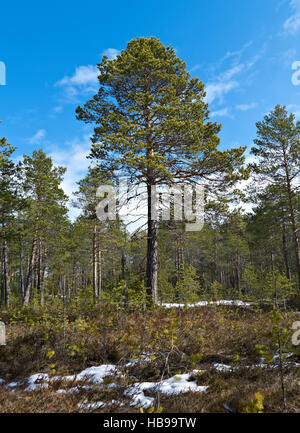 Landschaft in der Frühlingswald. Stockfoto