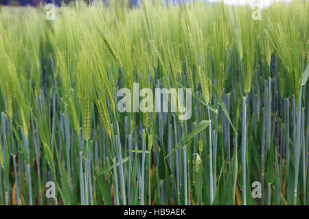 Gerste, hordeum Stockfoto