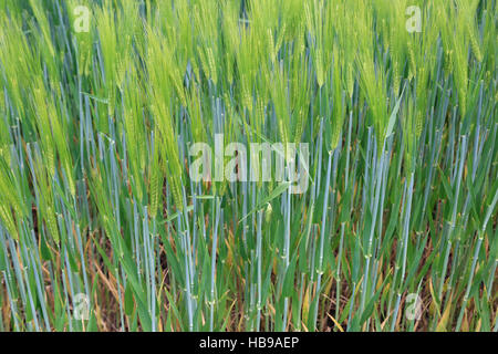 Gerste, hordeum Stockfoto