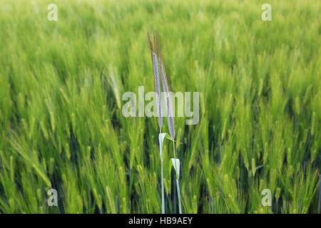 Gerste, hordeum Stockfoto