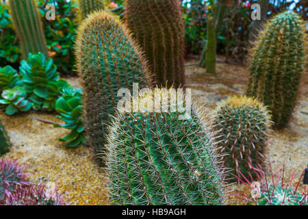 Cactus Gardens by the Bay in Singapur Stockfoto