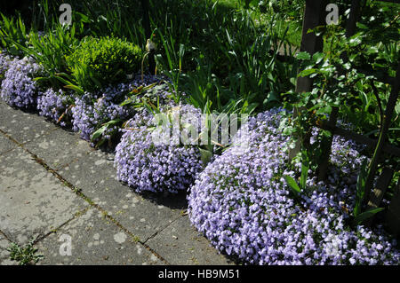 Phlox Subulata, Moss phlox Stockfoto