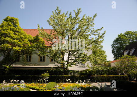 Davidia Involucrata, Taschentuchbaum Stockfoto