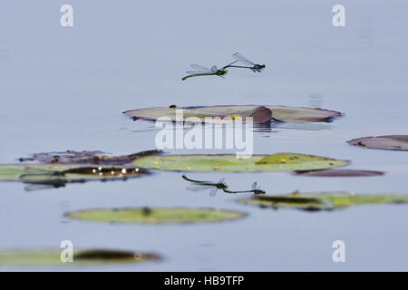 Azure Damselfly paar über einem See Stockfoto