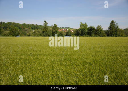 Hordeum Vulgare, Gerste, Blüte Stockfoto