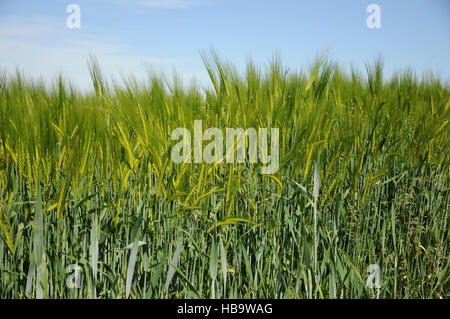 Hordeum Vulgare, Gerste, Blüte Stockfoto