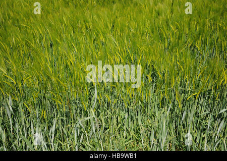 Hordeum Vulgare, Gerste, Blüte Stockfoto