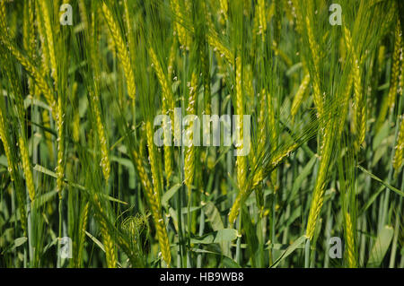 Hordeum Vulgare, Gerste, Blüte Stockfoto