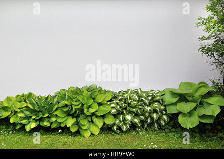 Verschiedene bunte Wegerich Lilien, Hostas Stockfoto