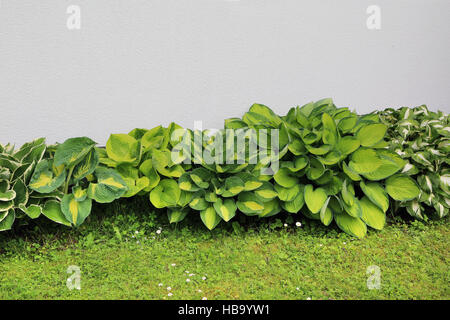 Verschiedene bunte Wegerich Lilien, Hostas Stockfoto