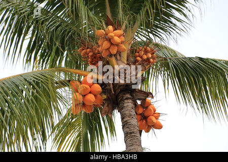 Kokospalme, Cocos nucifera Stockfoto