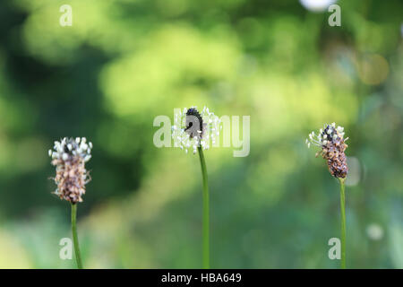 Spitzwegerich Spitzwegerich, Plantago lanceolata Stockfoto