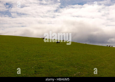 Deich Stockfoto