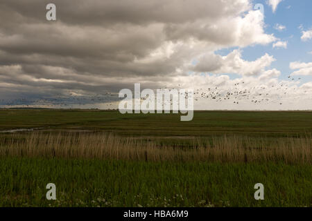 Nationalpark Wattenmeer. Stockfoto