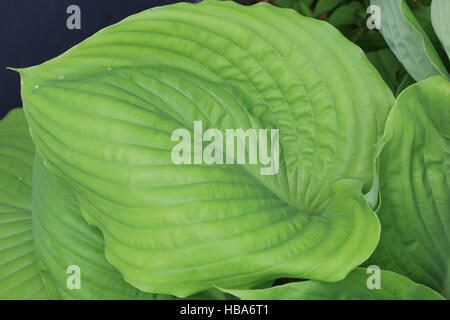Wegerich-Lilie, Hosta Summe und Substanz Stockfoto