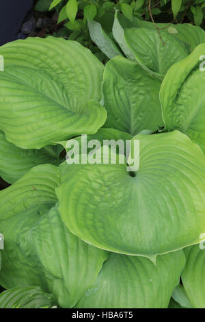Wegerich-Lilie, Hosta Summe und Substanz Stockfoto