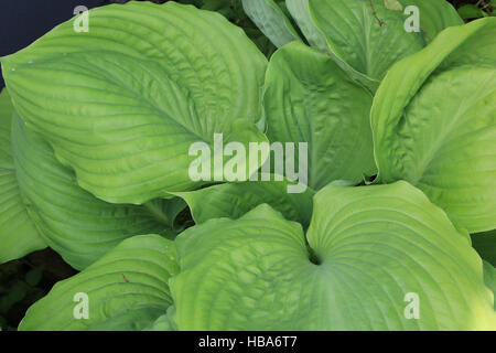 Wegerich-Lilie, Hosta Summe und Substanz Stockfoto