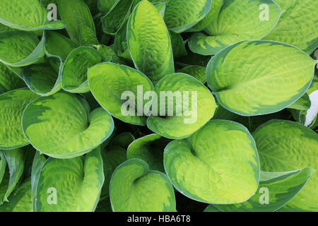 Wegerich Lily, Hosta Juni Fieber Stockfoto