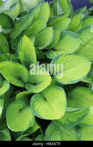 Wegerich Lily, Hosta Juni Fieber Stockfoto