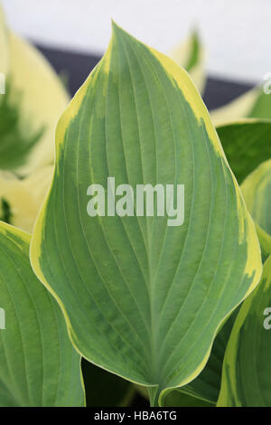 Wegerich Lily, Hosta Dress Blues Stockfoto