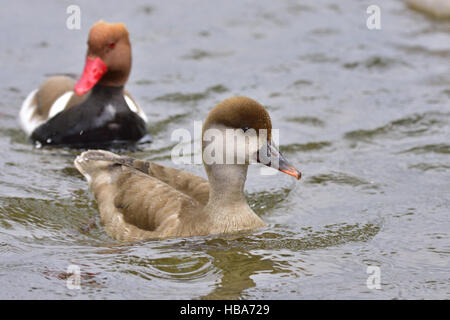 Rot-crested Tafelenten Stockfoto