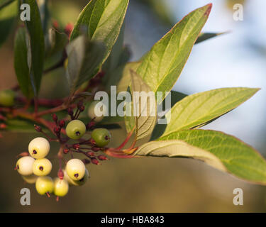 Beeren rot Osier Hartriegel (Cornus Sericea) Stockfoto