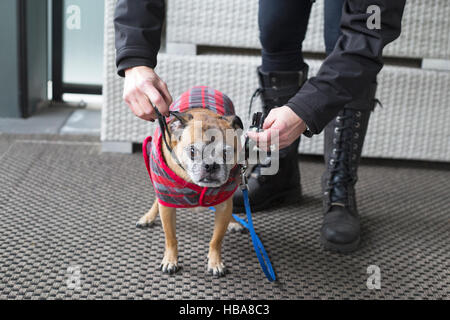 Frau, die Kragen, Leine und Mantel an ihren Hund legt, um sich bereit zu machen, bei kaltem Wetter zu spazieren (Bugg Hund, Kreuzung zwischen Boston Terrier und Pug) Stockfoto