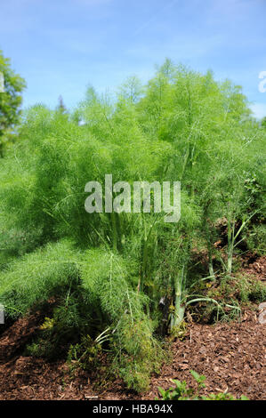 Foeniculum Vulgare, Fenchel Stockfoto