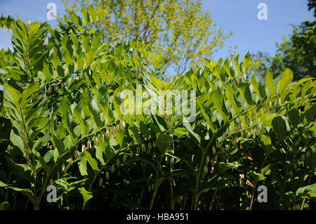 Polygonatum Odoratum, duftende Solomons Siegel Stockfoto