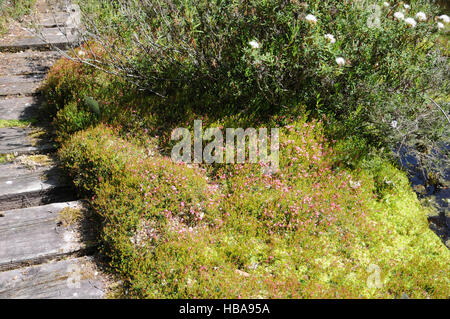 Vaccinium Oxycoccos, Moosbeere, Cranberry Stockfoto