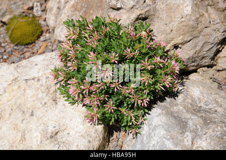 Daphne kosaninii Stockfoto