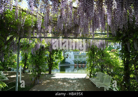 Wisteria Floribunda, japanische wisteria Stockfoto