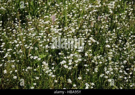 Stellaria Graminea, Grassleaf stitchwort Stockfoto