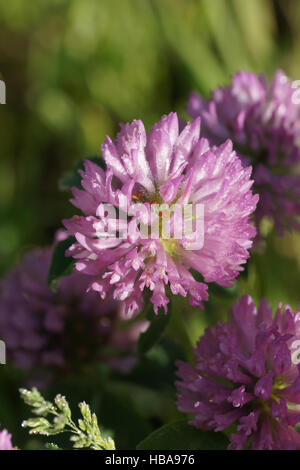Trifolium Pratense Rotklee Stockfoto