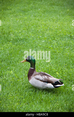 Einzelne Ente zu Fuß auf Grass, Deutschland Stockfoto