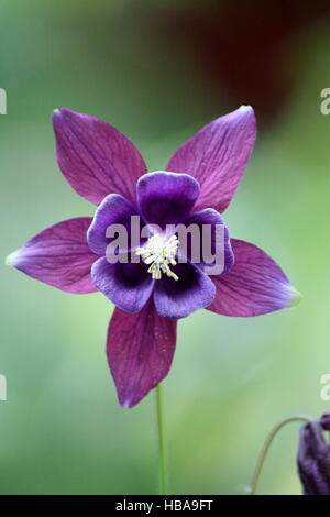 Violett Blume, Columbine Blume Stockfoto