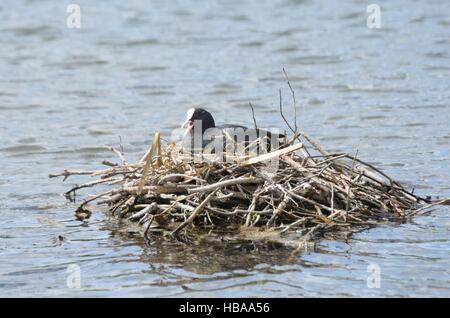 Blässhühner auf Nest im Wasser Stockfoto