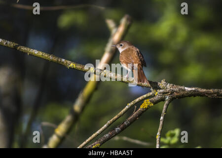 Nachtigall (Luscinia Megarhynchos) Stockfoto